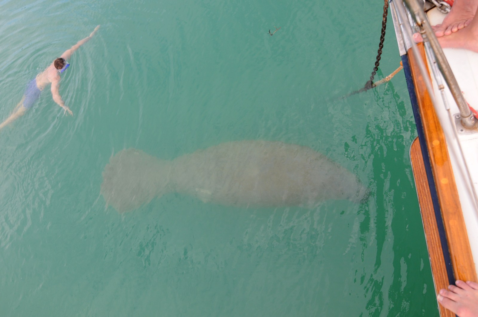 Swimming with Manatees in Key Biscayne