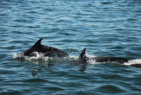 Cape Cod Bay School of Dolphins