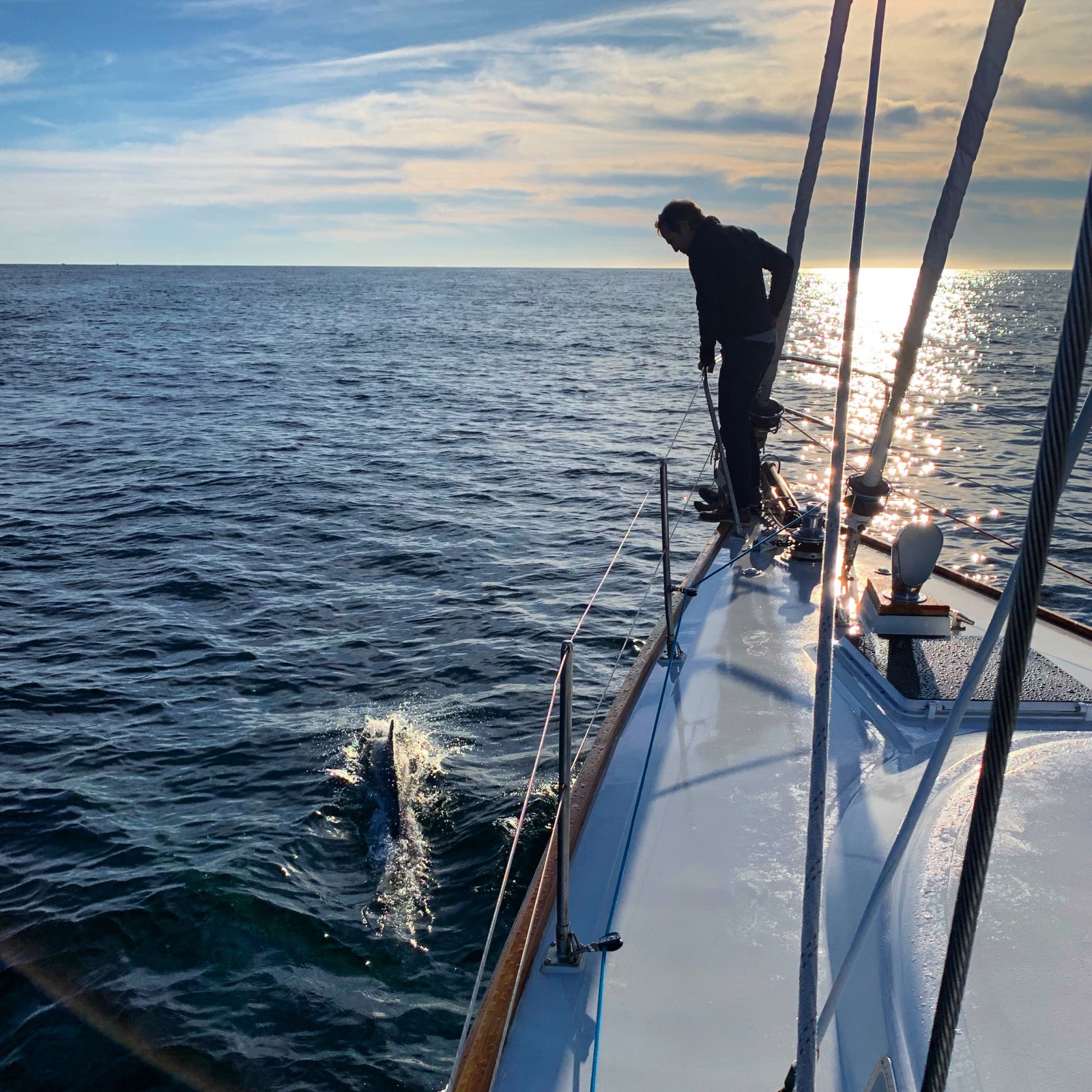 Dolphin Spotting in the Atlantic